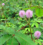 含羞草、花卉種子、花種、盆花