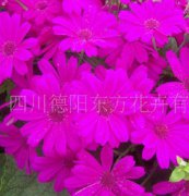 瓜葉菊（東方1號(hào)）種子，花卉種子、花種、