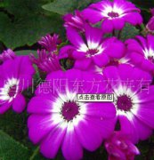 瓜葉菊：東方三號(hào)，瓜葉菊種子、盆栽花卉、花